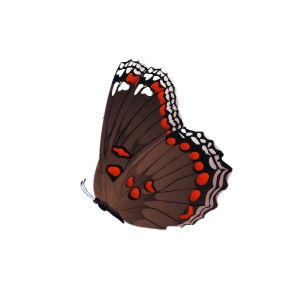 Red-Spotted Butterfly